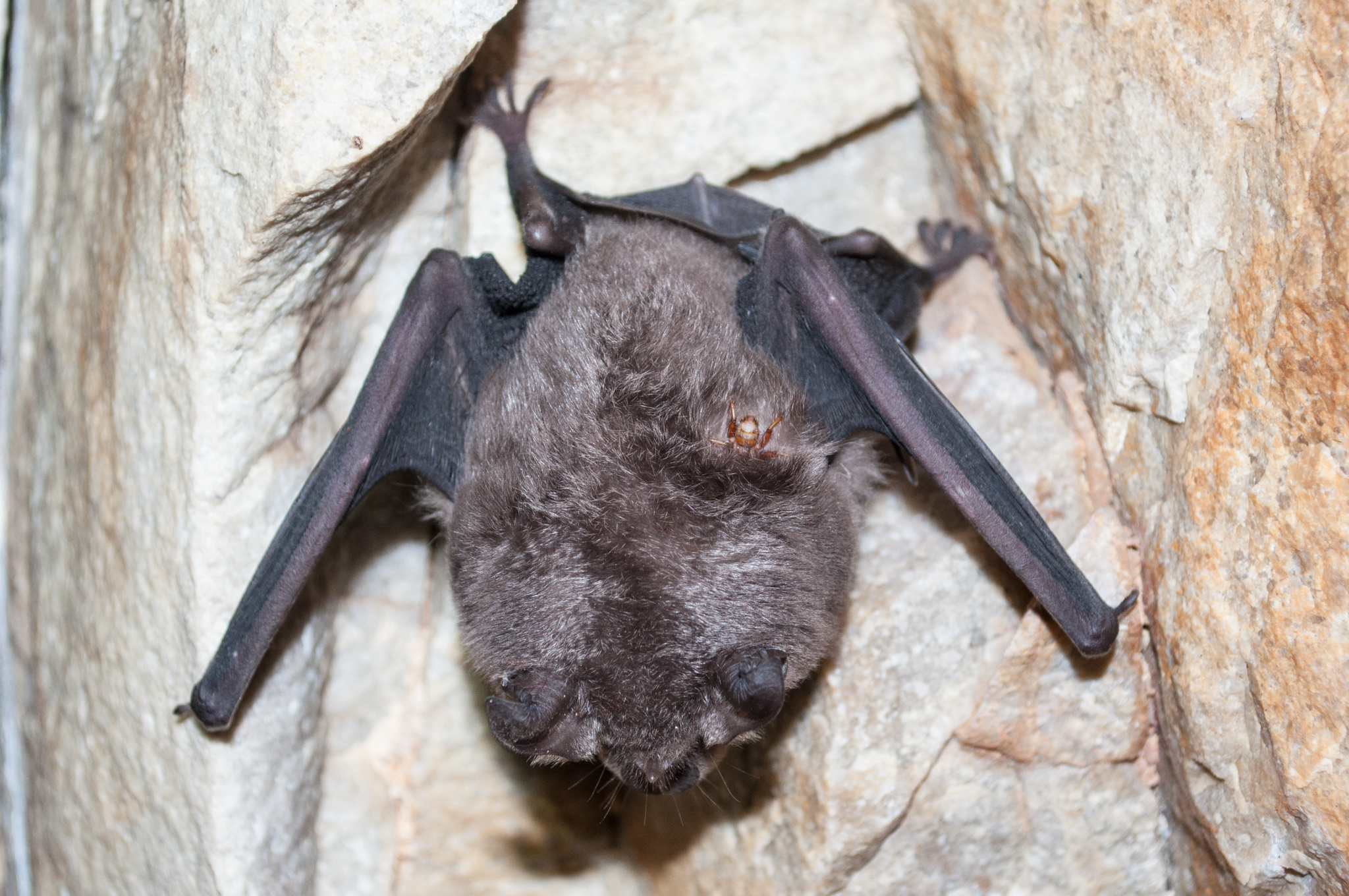 Oumatjie Cave Plettenberg Bay Rhinolophus capensis+Nycteribiidae (1)